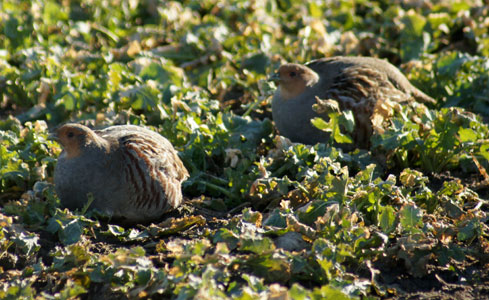 rapphönsen har paraT UT SKÅNE 20130301